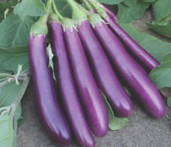 Eggplant-වම්බොටු 