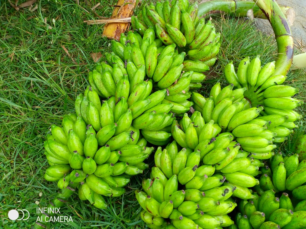 Sour Banana-ඇඹුල් කෙසෙල් 