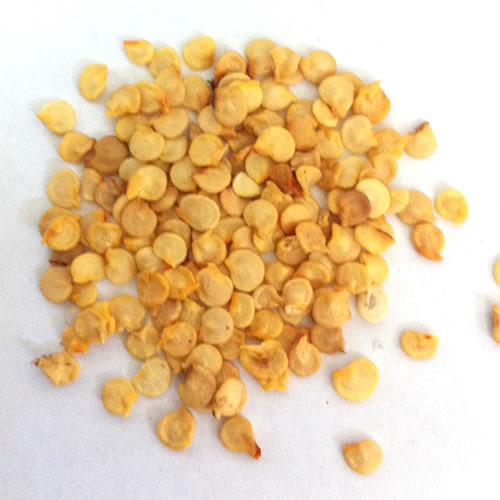  chili Seeds මිරිස් බීජ