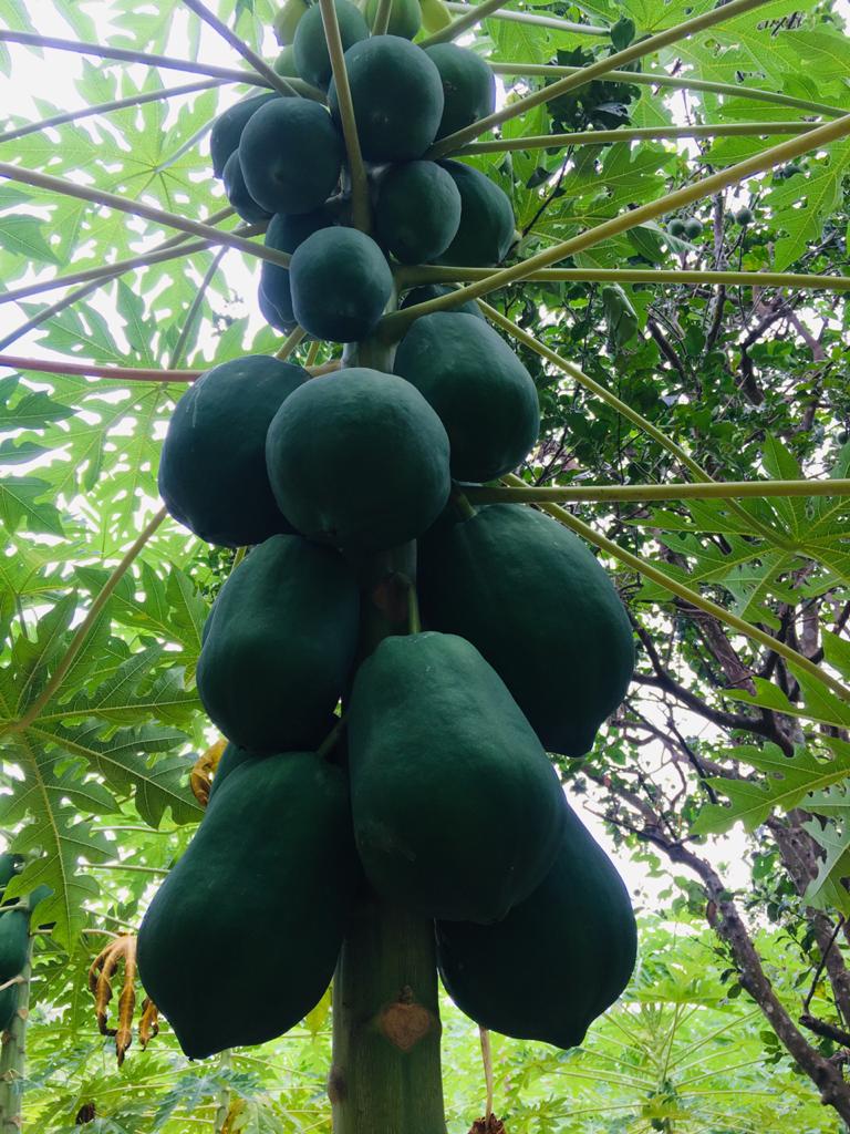 Papaya