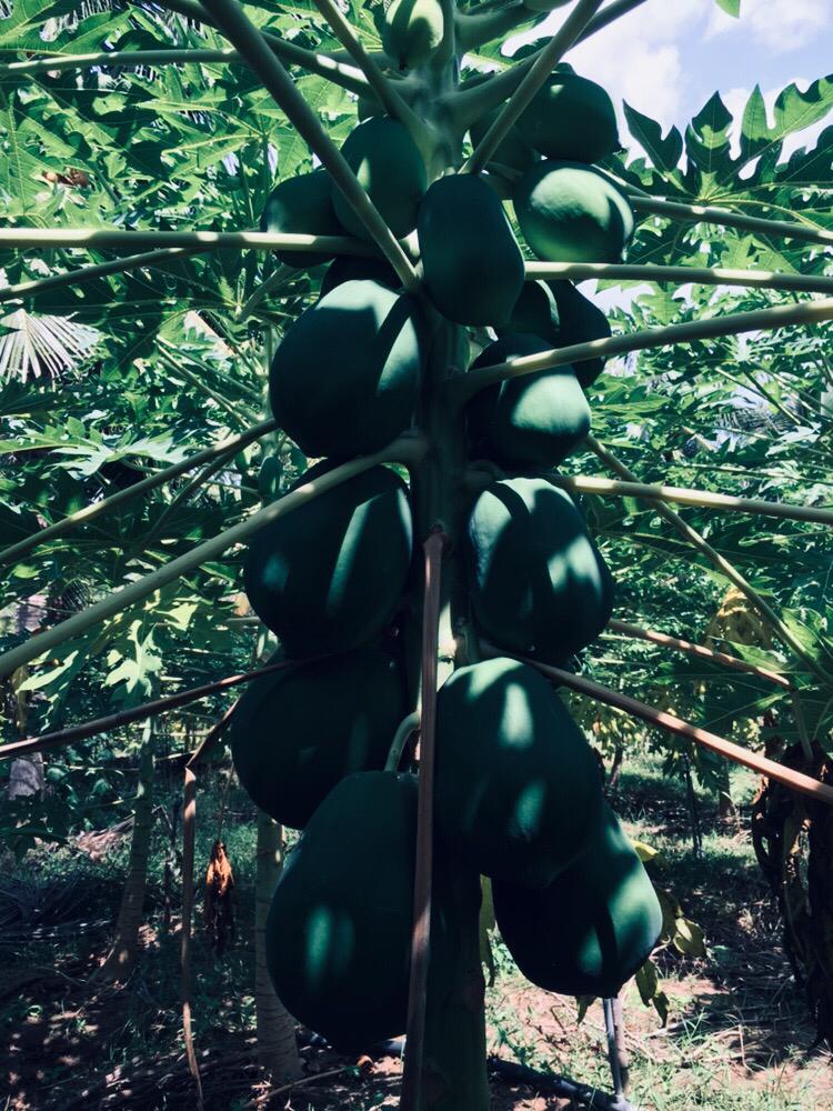 Papaya