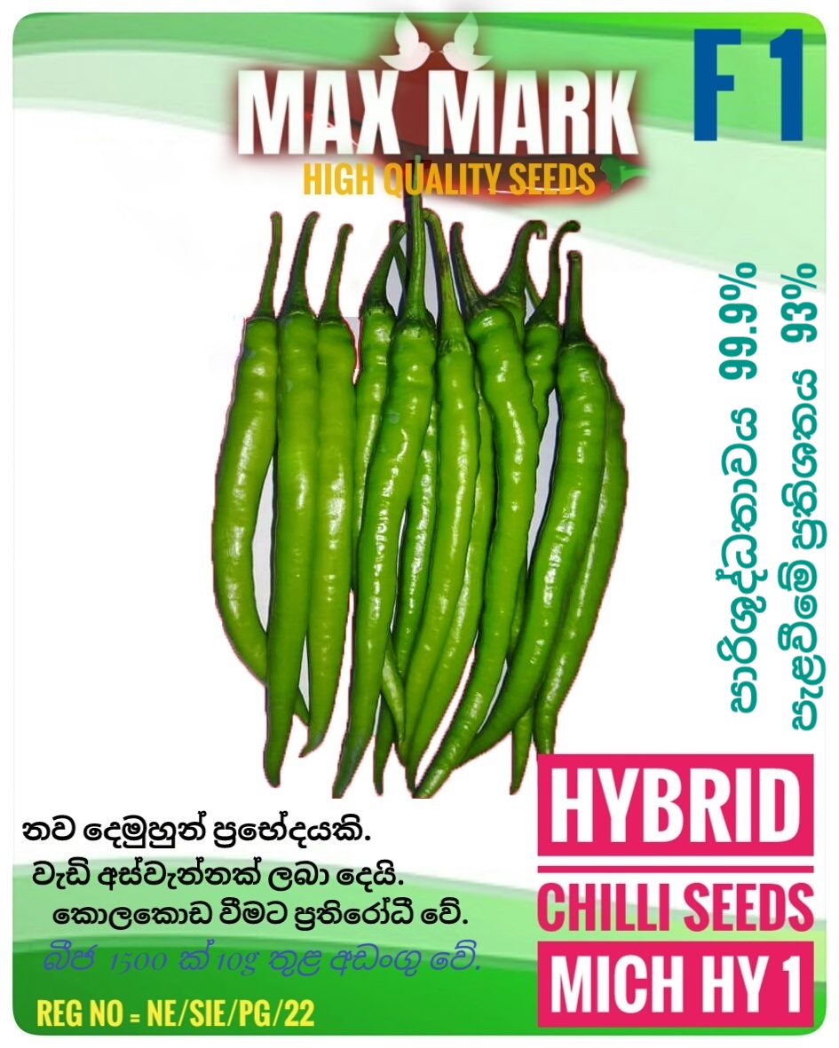 MICH HY 1 Hybrid Registered High quality chilli Seeds for Gardening Agriculture Home Plants ලියාපදිං