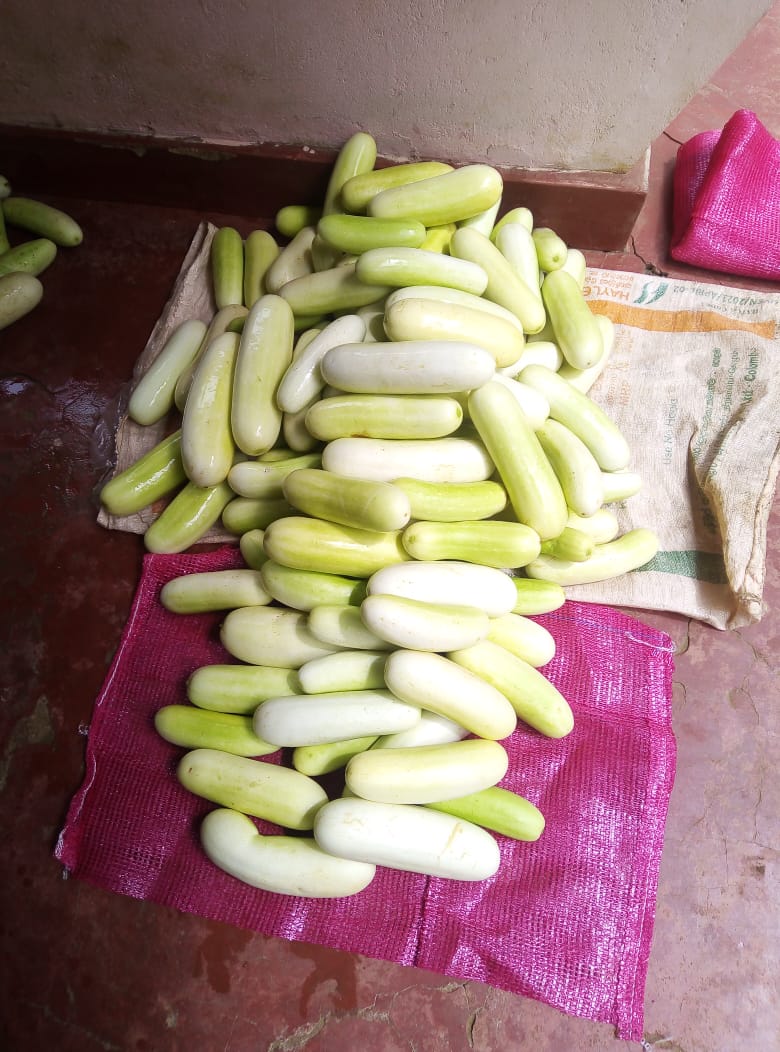 Cucumbers-පිපිඤ්ඤා